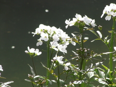 Cardamine tenera