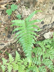Microlepia marginata bipinnata
