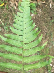 Microlepia marginata bipinnata