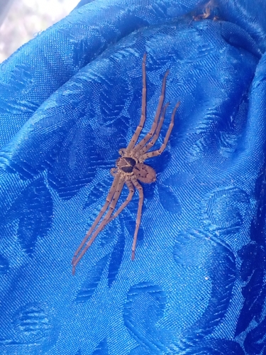 Pantropical Huntsman Spider