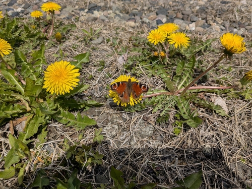 Japanese peacock butterfly