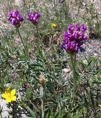 Oxytropis grandiflora