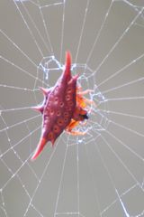 Gasteracantha versicolor formosa