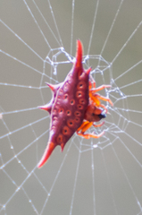 Gasteracantha versicolor formosa