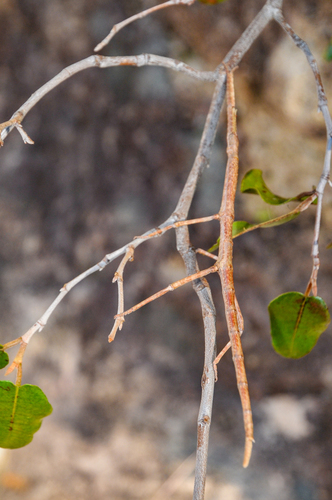 Achrioptera impennis