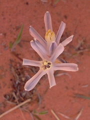 Androstephium breviflorum