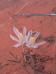 Androstephium breviflorum