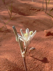 Androstephium breviflorum