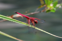 Trithemis selika