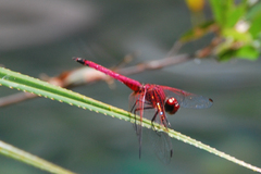 Trithemis selika