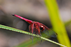 Trithemis selika