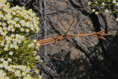 Idolomorpha madagascariensis