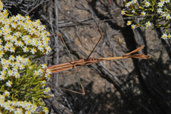 Idolomorpha madagascariensis