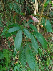 Turpinia ternata