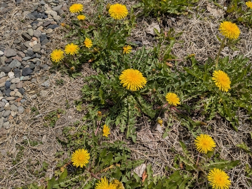 common dandelion