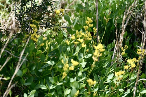 Baptisia sphaerocarpa