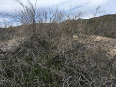 Chilopsis linearis arcuata