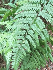 Microlepia krameri