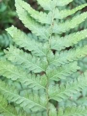 Microlepia krameri