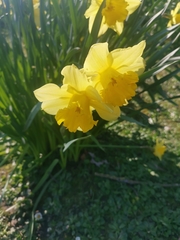 Narcissus