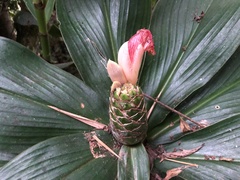 Costus amazonicus