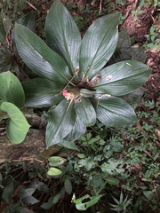 Costus amazonicus
