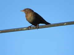 Turdus merula