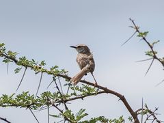 Prinia flavicans