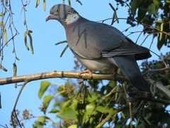 Columba palumbus