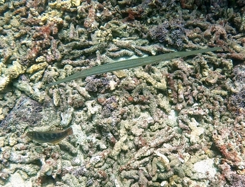 Blue-spotted Cornetfish (Fistularia commersonii)