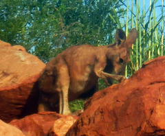 Osphranter