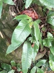 Tectaria harlandii
