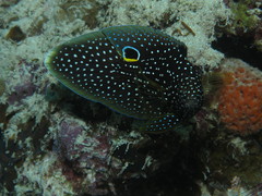 Calloplesiops altivelis