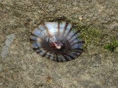 Siphonaria jeanae