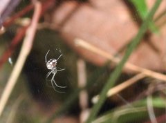 Leucauge xiuying