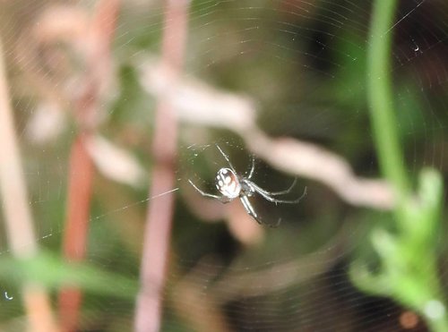 Leucauge xiuying