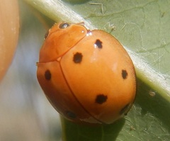 Microcaria mulsanti