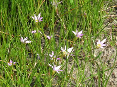 Romulea rosea australis