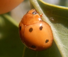 Microcaria mulsanti