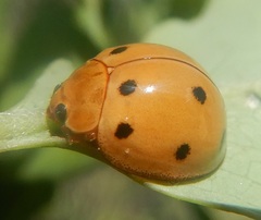 Microcaria mulsanti