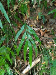 Asplenium formosae