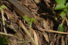 Eutropis multifasciata