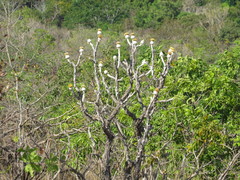 Wunderlichia mirabilis