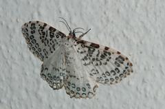 Caloschemia pulchra