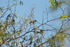 Lonchura leucogastroides