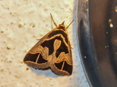 Parafodina inscripta