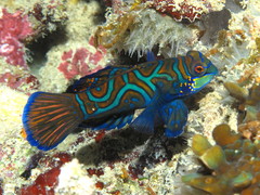 Synchiropus splendidus