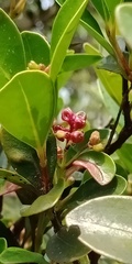 Syzygium elliptifolium