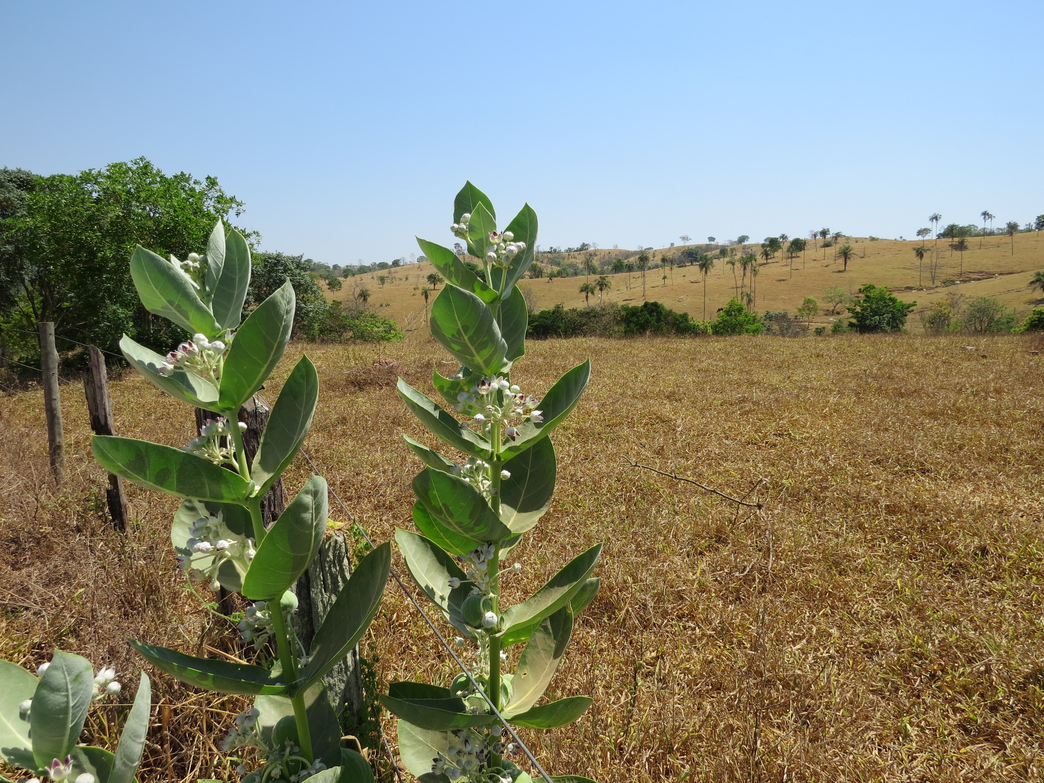 Calotropis procera