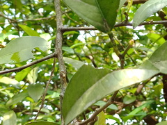 Syzygium elliptifolium